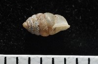 董王芝麻蝸牛藏品圖，第8張