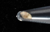 董王芝麻蝸牛藏品圖，第9張