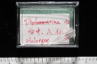 董王芝麻蝸牛藏品圖，第11張