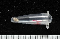 董王芝麻蝸牛藏品圖，第12張