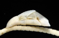 藤壺三角鎧茗荷藏品圖，第1張