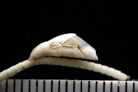藤壺三角鎧茗荷藏品圖，第2張