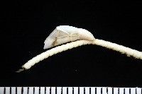 藤壺三角鎧茗荷藏品圖，第3張
