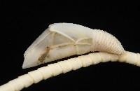 藤壺三角鎧茗荷藏品圖，第4張