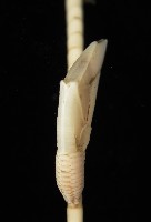 藤壺三角鎧茗荷藏品圖，第5張