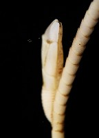 藤壺三角鎧茗荷藏品圖，第6張