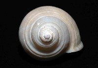 深海唐冠螺之一種藏品圖，第3張