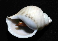 深海唐冠螺之一種藏品圖，第4張