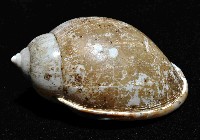 日本斑點小鬘螺藏品圖，第3張