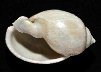 日本斑點小鬘螺藏品圖，第4張