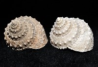 白鐘螺藏品圖，第5張