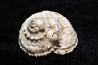 白鐘螺藏品圖，第8張