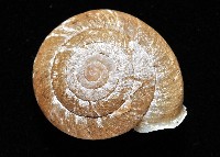 皺大臍蝸牛藏品圖，第2張