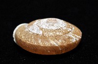 皺大臍蝸牛藏品圖，第3張
