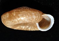 皺大臍蝸牛藏品圖，第4張