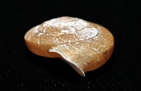 皺大臍蝸牛藏品圖，第5張
