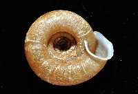 皺大臍蝸牛藏品圖，第8張