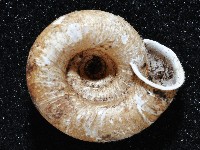 皺大臍蝸牛藏品圖，第2張