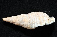 黑野峨螺藏品圖，第3張