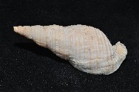 黑野峨螺藏品圖，第5張