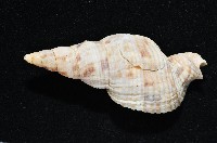 黑野峨螺藏品圖，第5張