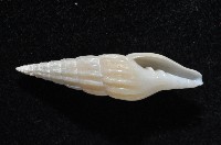 東沙春柏蛹筆螺藏品圖，第4張