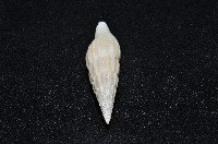 東沙春柏蛹筆螺藏品圖，第5張