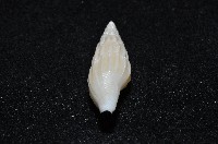 東沙春柏蛹筆螺藏品圖，第6張