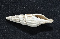 東沙春柏蛹筆螺藏品圖，第2張