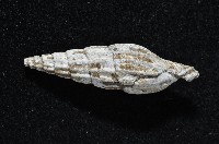 東沙春柏蛹筆螺藏品圖，第4張