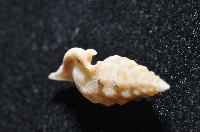 奧利佛捲管芋螺藏品圖，第6張