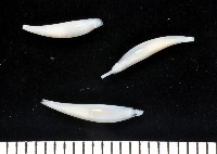 胖象牙貝藏品圖，第1張