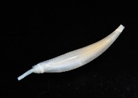 胖象牙貝藏品圖，第2張