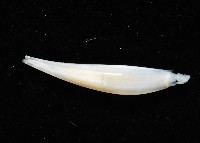 胖象牙貝藏品圖，第3張