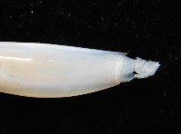 胖象牙貝藏品圖，第4張