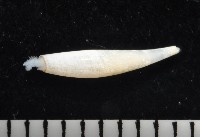 胖象牙貝藏品圖，第1張