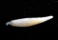胖象牙貝藏品圖，第2張