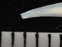 胖象牙貝藏品圖，第3張