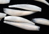 胖象牙貝藏品圖，第3張