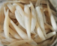 胖象牙貝藏品圖，第4張