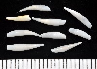 胖象牙貝藏品圖，第1張