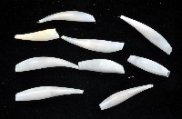 胖象牙貝藏品圖，第4張