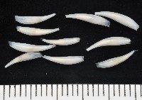 胖象牙貝藏品圖，第1張