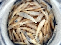 胖象牙貝藏品圖，第2張