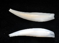胖象牙貝藏品圖，第3張