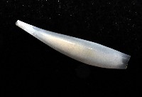 胖象牙貝藏品圖，第2張