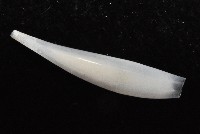 胖象牙貝藏品圖，第4張