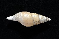 子彈布紋螺藏品圖，第3張
