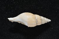 子彈布紋螺藏品圖，第4張