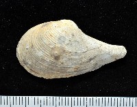 登錄號:004401-00123藏品圖，第1張